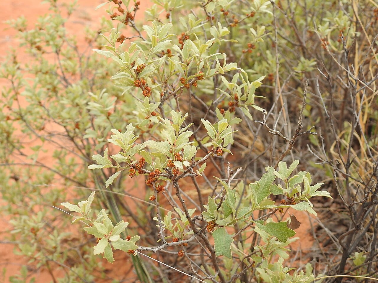 Havard oak (Quercus havardii)