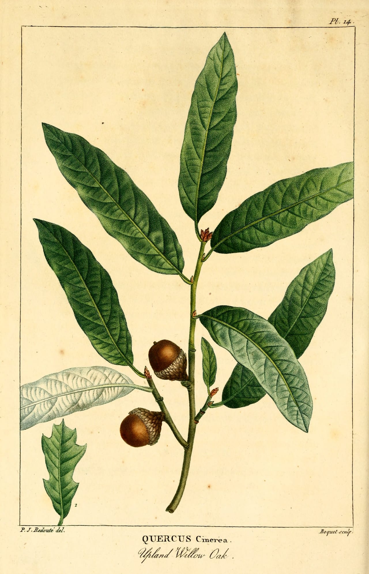 Bluejack oak (Quercus incana)