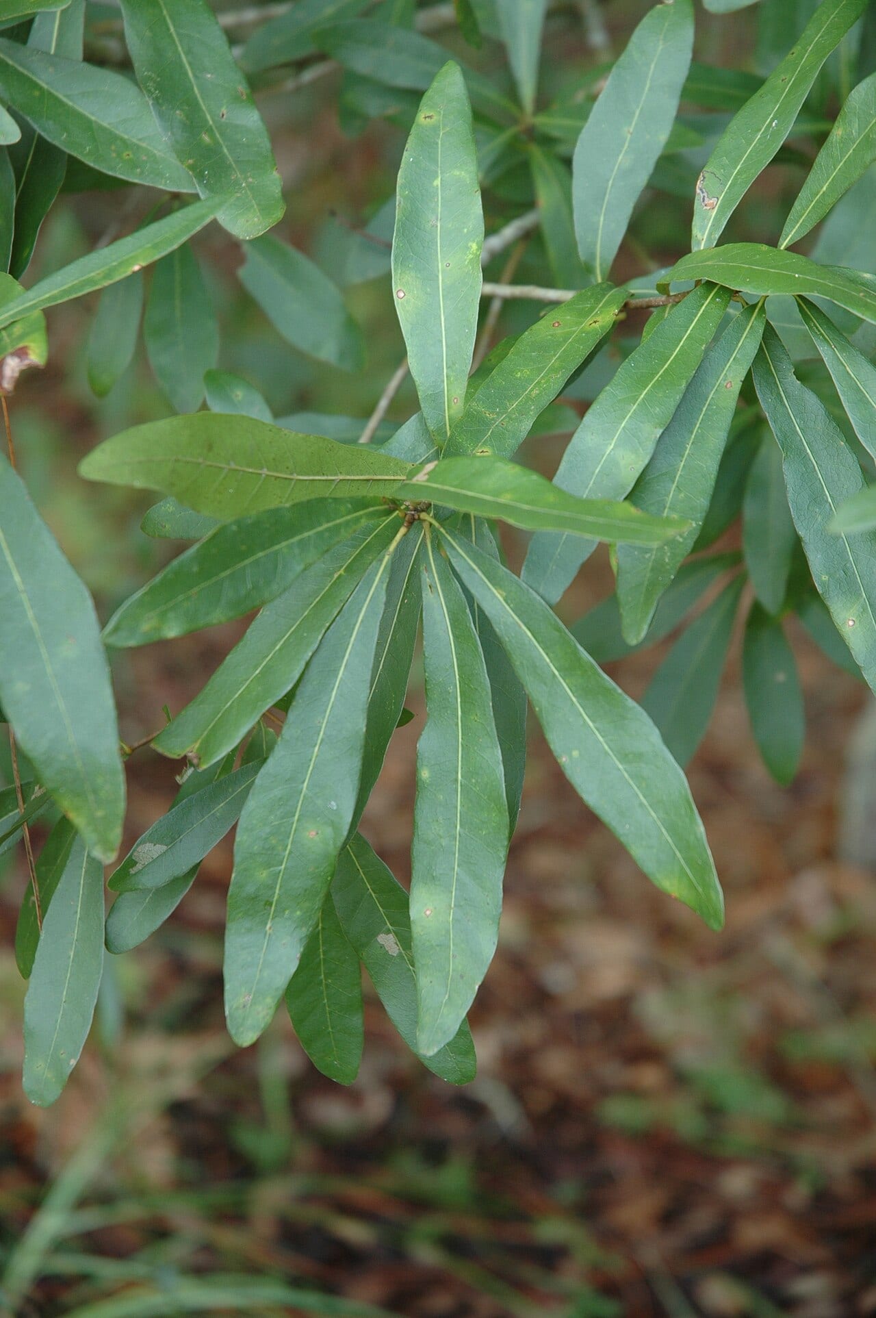 Laurel oak (Quercus laurifolia)