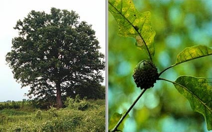 Overcup oak (Quercus lyrata)