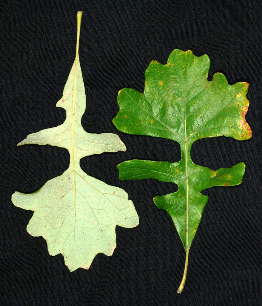 Bur oak (Quercus macrocarpa var. depressa)