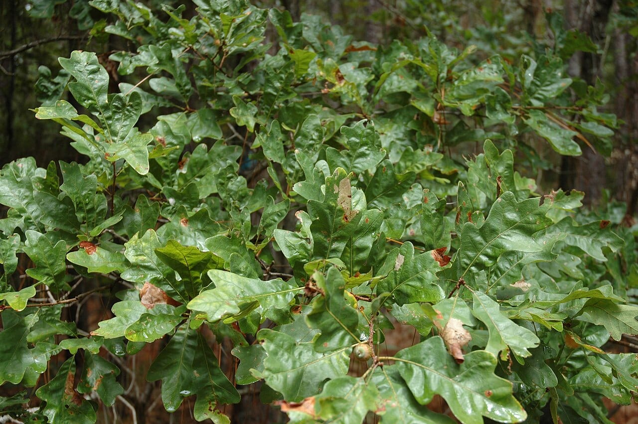Sand post oak (Quercus margaretta)