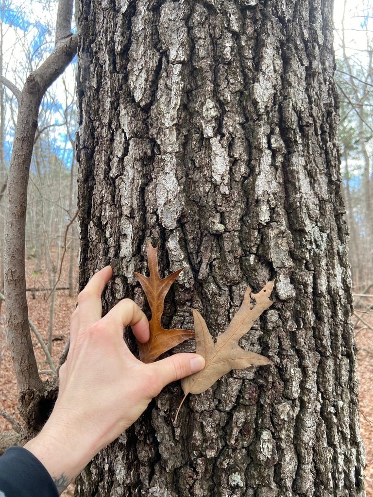 Blackjack oak (Quercus marilandica var. ashei)