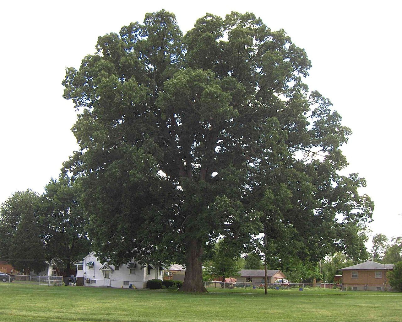 Swamp chestnut oak (Quercus michauxii)