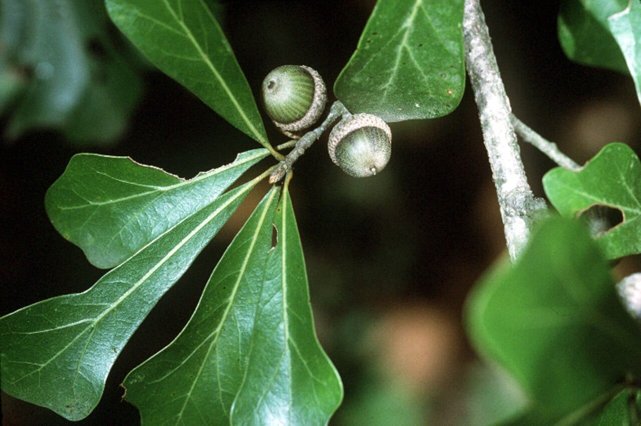 Water oak (Quercus nigra)