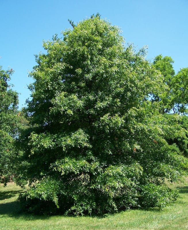 Pin oak (Quercus palustris)