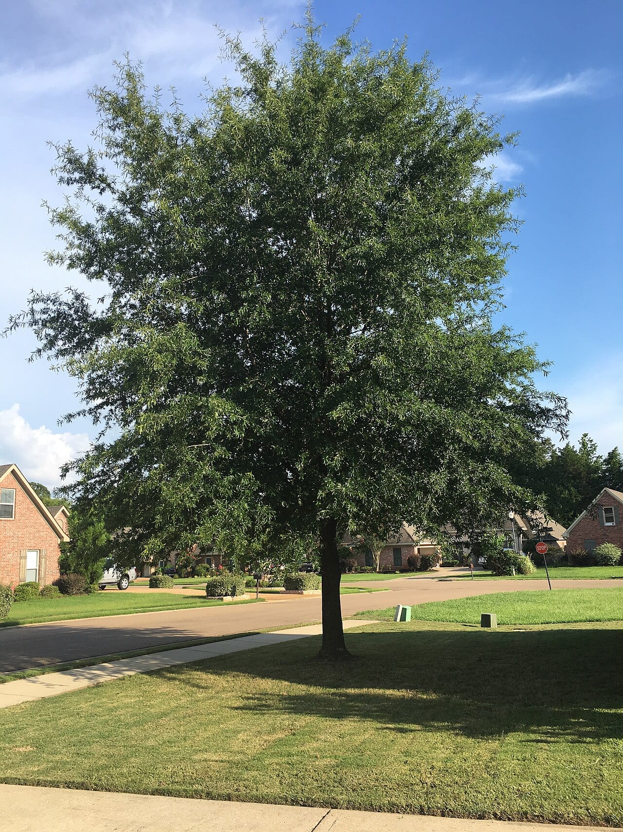 Willow oak (Quercus phellos)