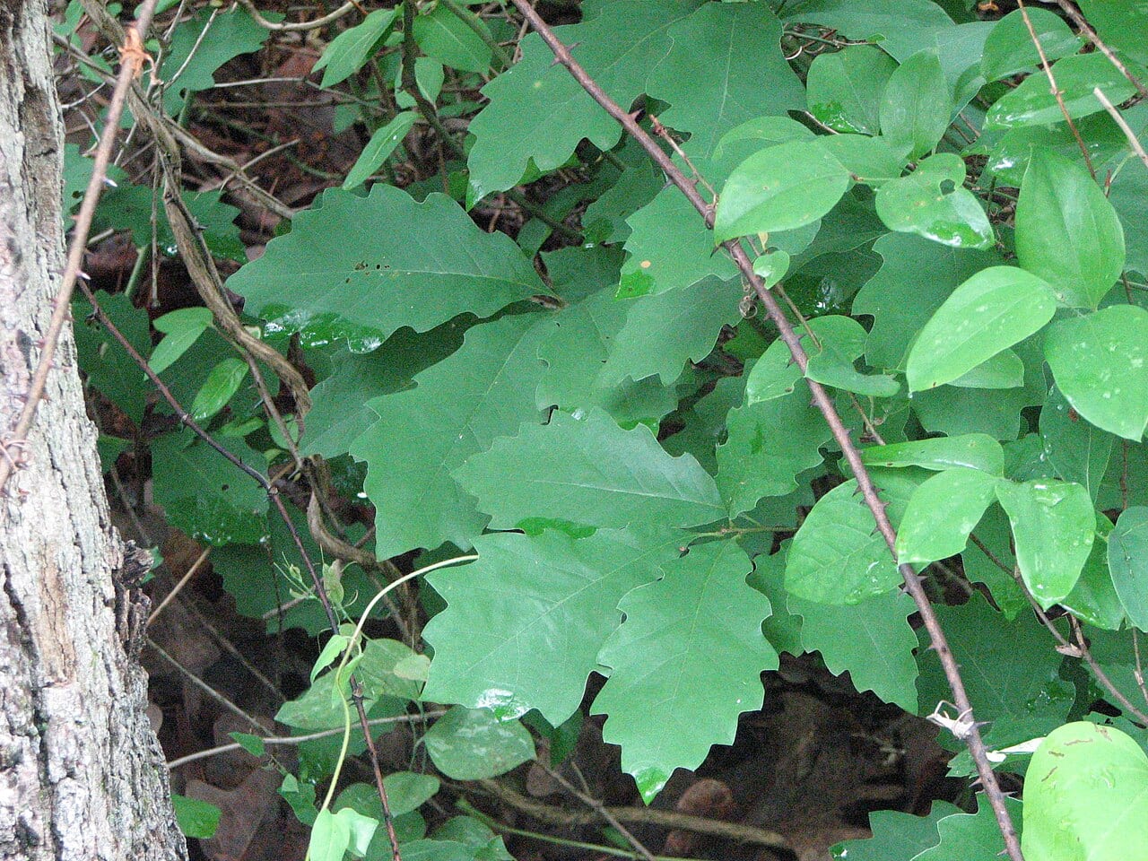 Dwarf chinkapin oak (Quercus prinoides)