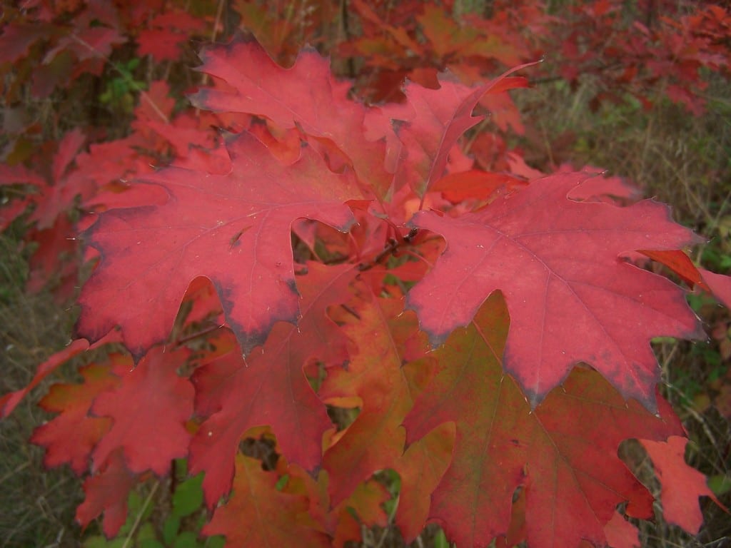 Northern red oak (Quercus rubra var. rubra)