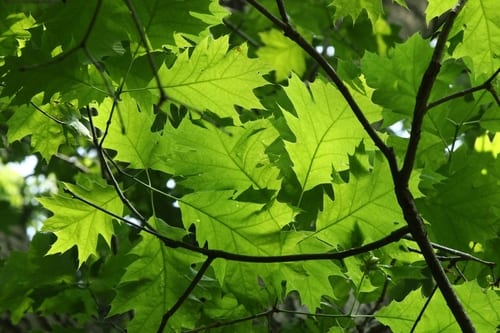 Schneck oak (Quercus shumardii var. schneckii)
