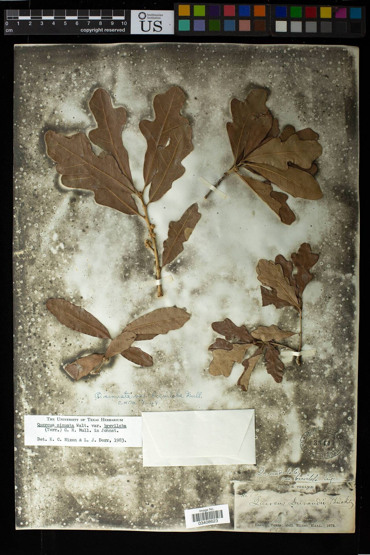 White shin oak (Quercus sinuata var. breviloba)