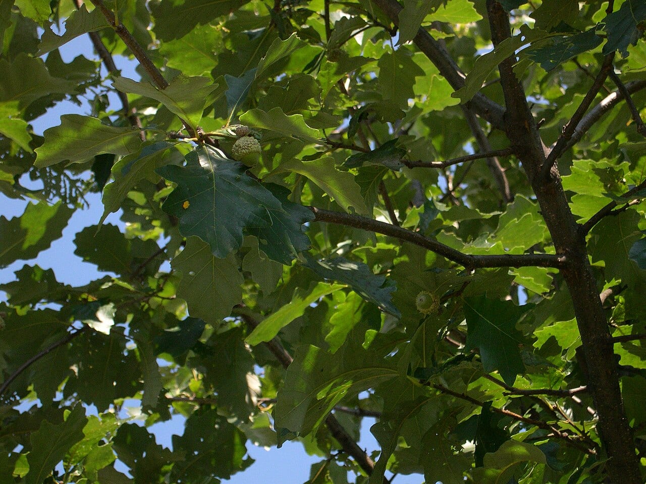 Bastard oak (Quercus sinuata)