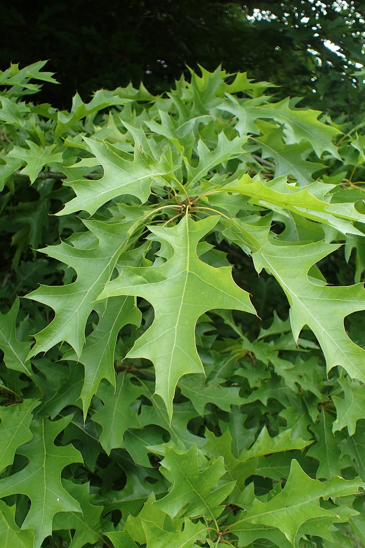 Nuttall oak (Quercus texana)