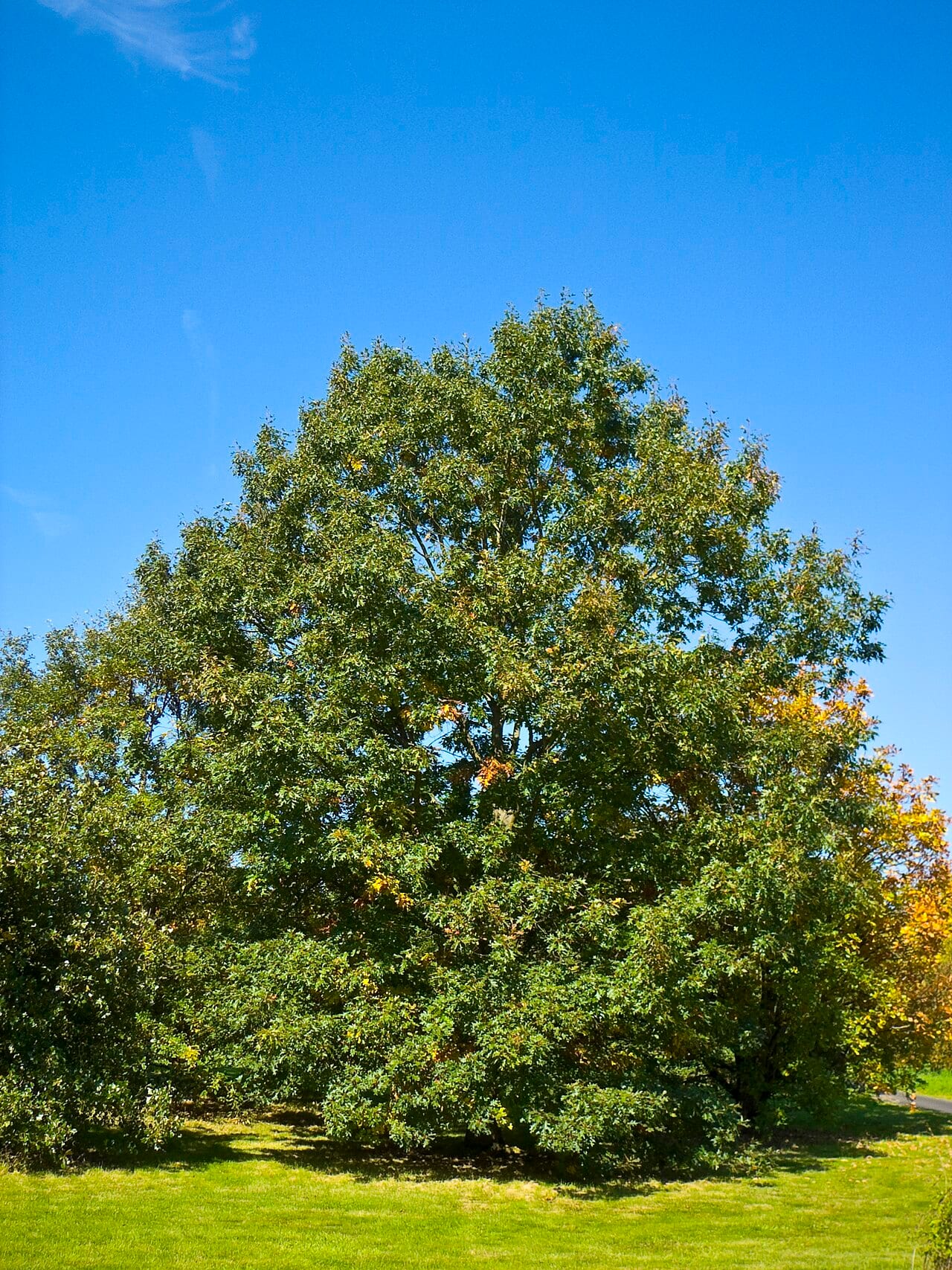 Black oak (Quercus velutina)