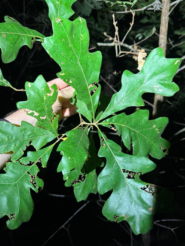 Fernow oak (Quercus × fernowii)