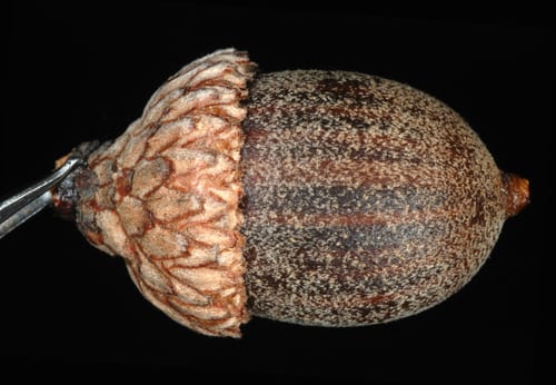 Hybrid oak (Quercus × filialis)
