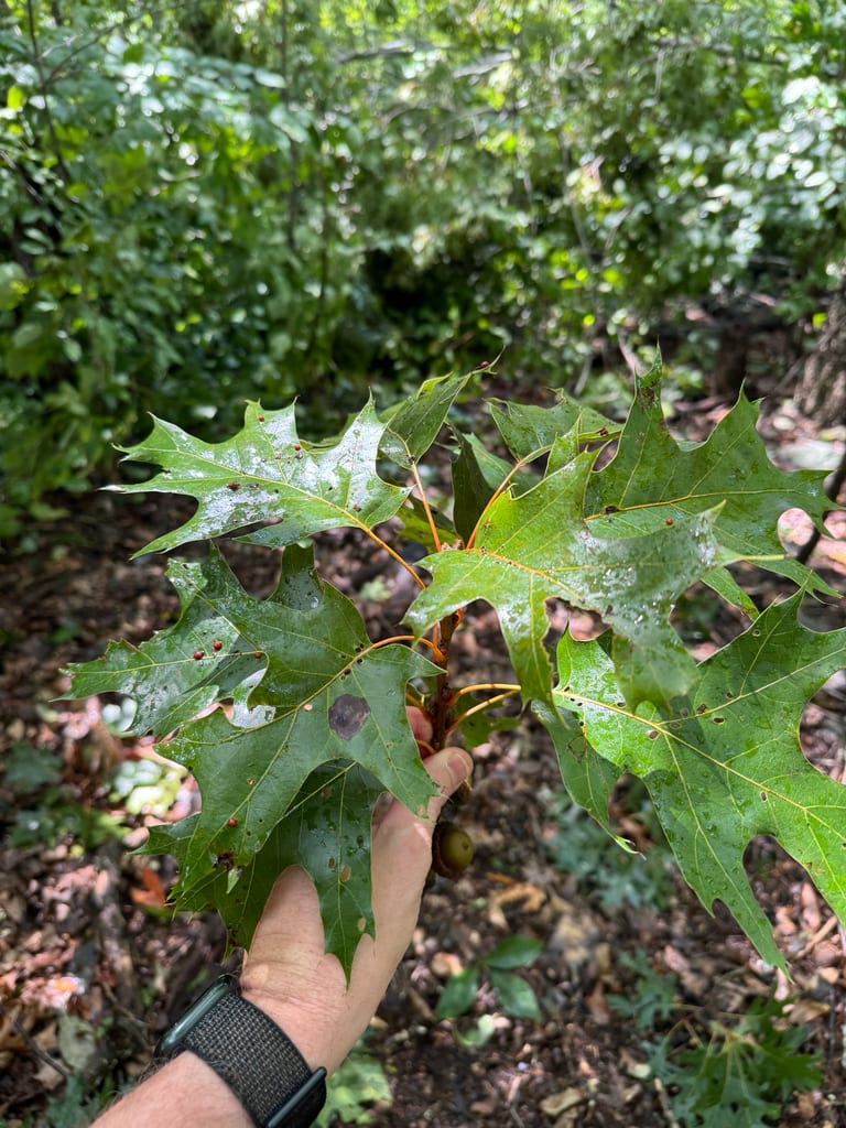 Fontana's oak (Quercus × fontana)