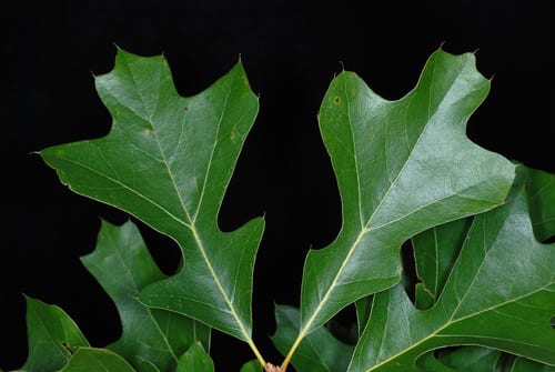 Garland's oak (Quercus × garlandensis)