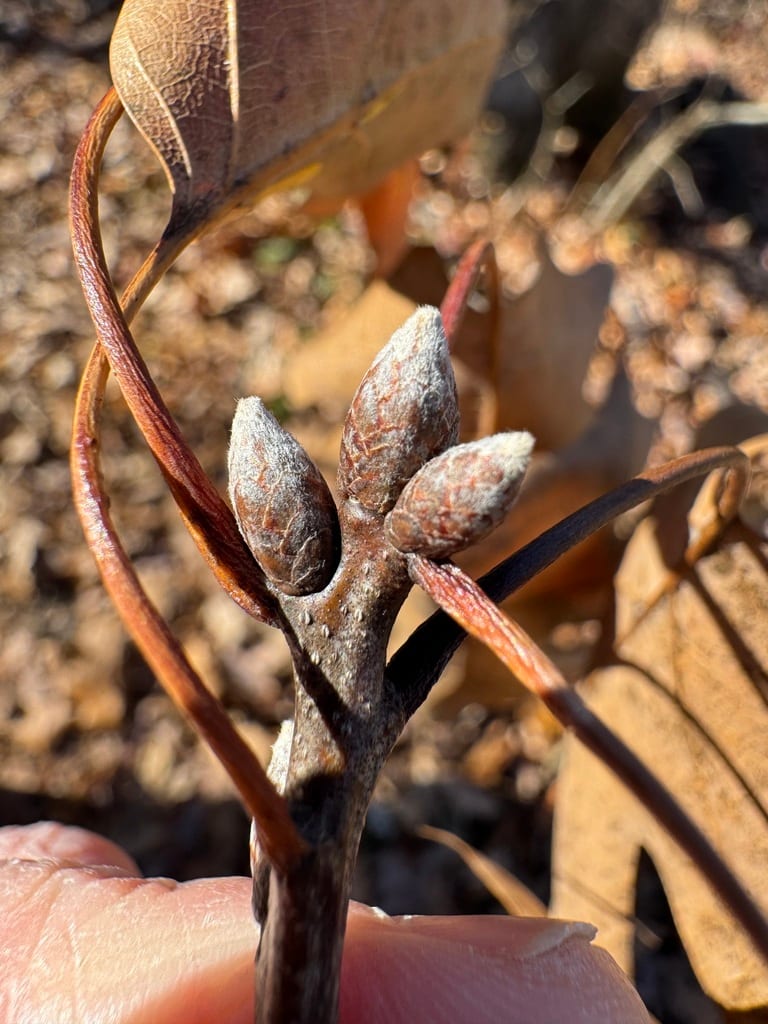 Hawkins' oak (Quercus × hawkinsiae)