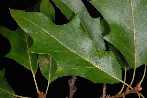 Bartram oak (Quercus × heterophylla)