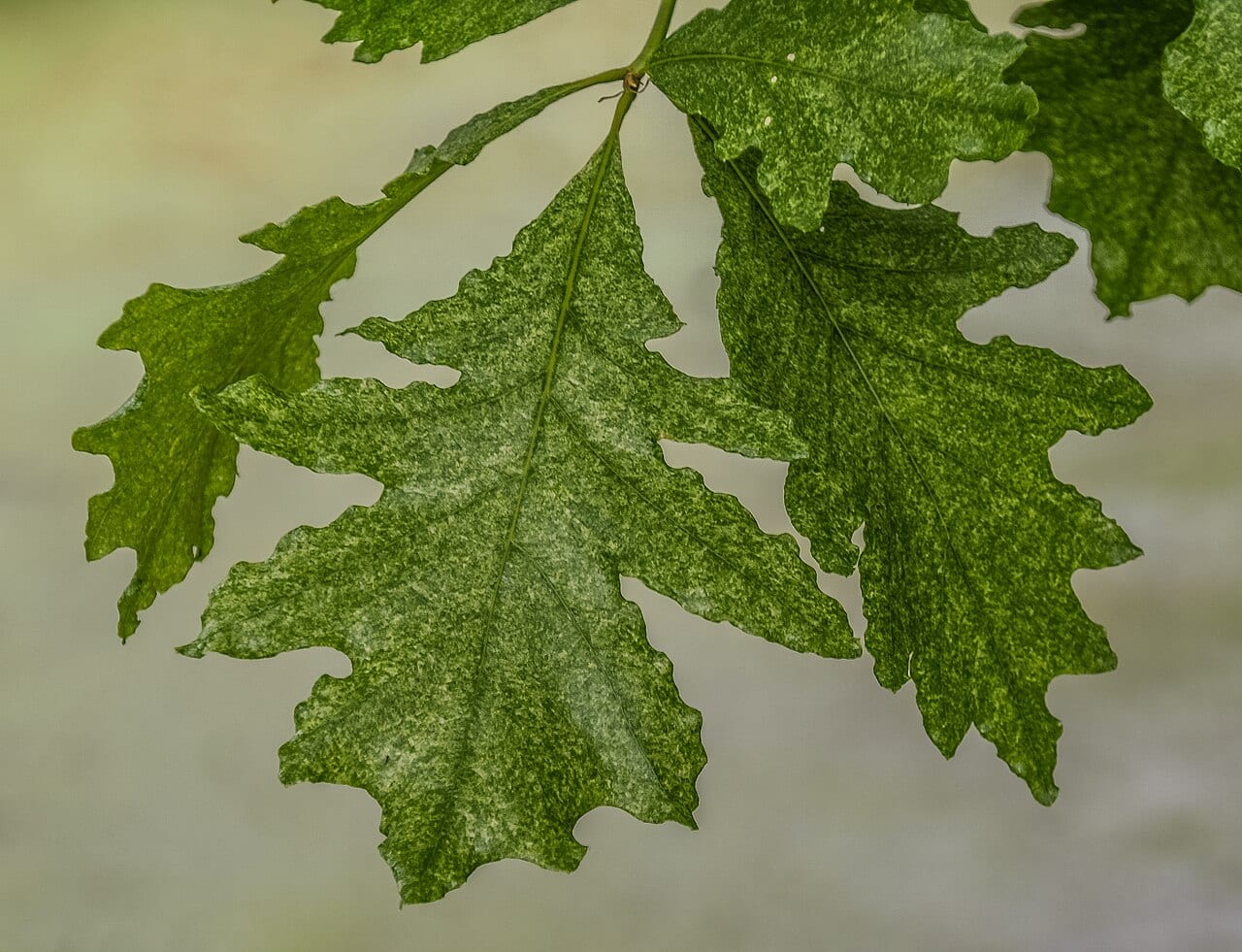 Hybrid oak (Quercus × humidicola)