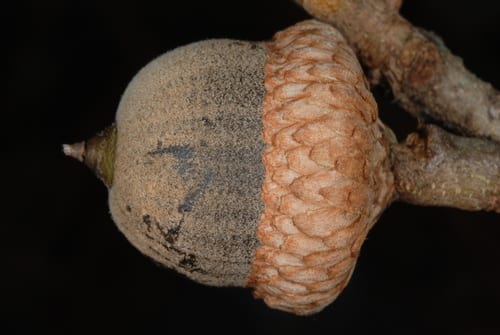 Hybrid oak (Quercus × incomita)