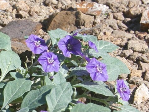 Purple groundcherry (Quincula lobata)