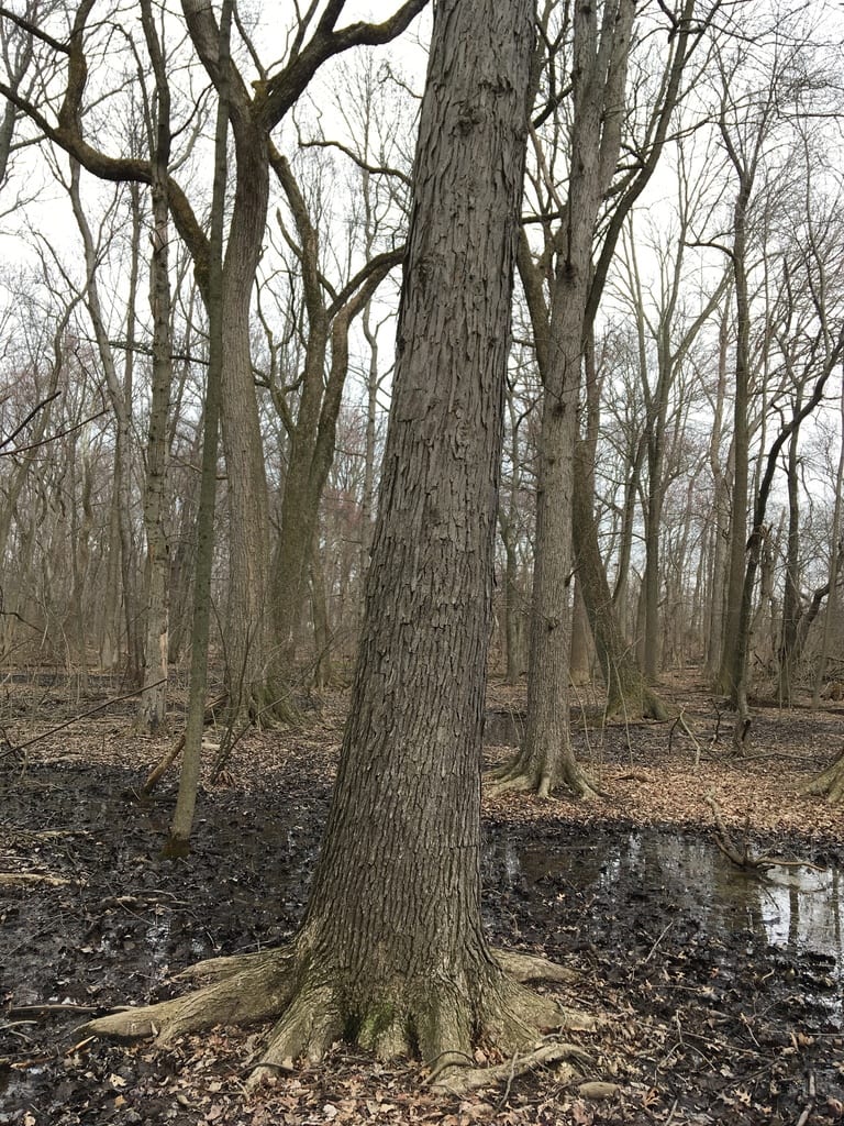 Hybrid oak (Quercus × jackiana)