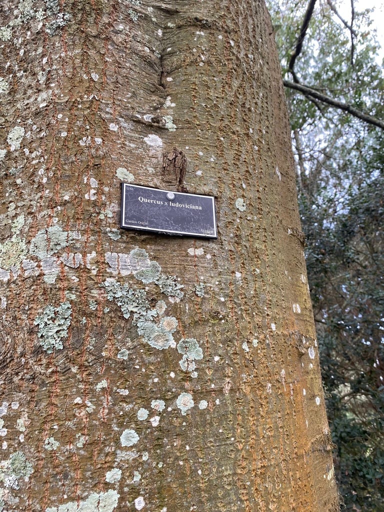 Hybrid oak (Quercus × ludoviciana)