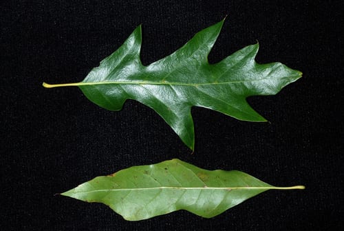 Hybrid oak (Quercus × moultonensis)