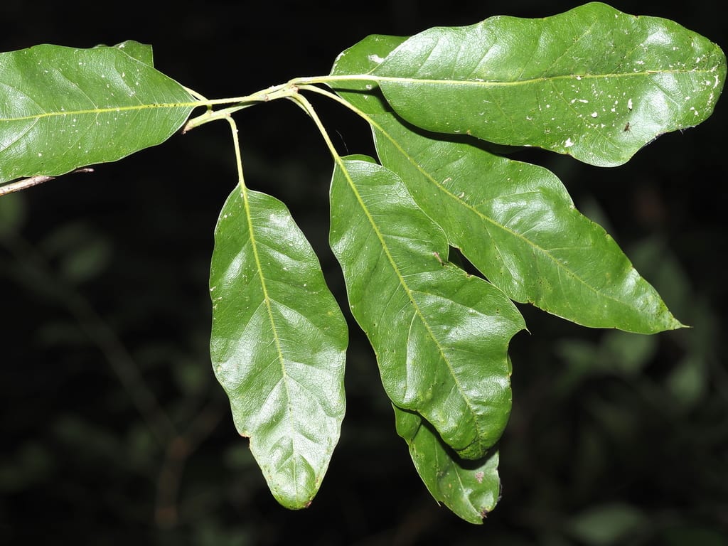 Hybrid oak (Quercus × schochiana)