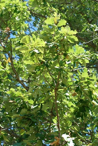 Hybrid oak (Quercus × schuettei)