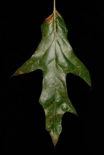 Hybrid oak (Quercus × subfalcata)
