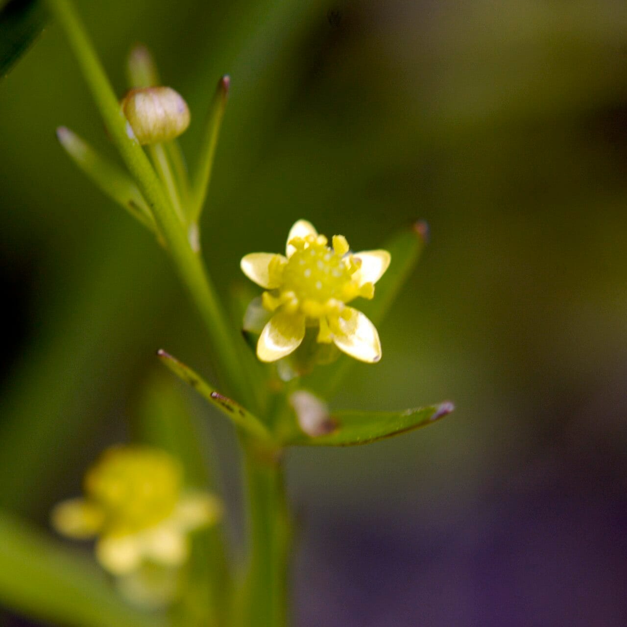 Littleleaf buttercup (Ranunculus abortivus)
