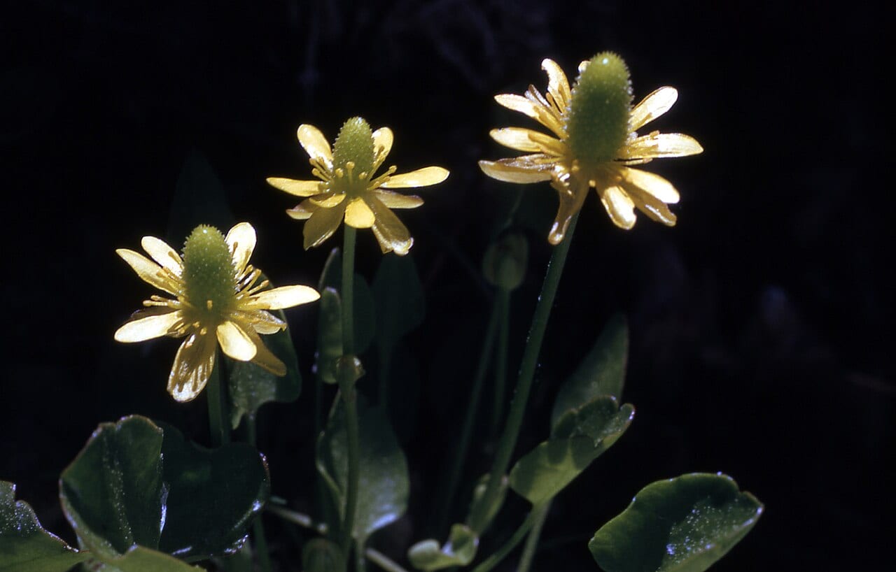 Alkali buttercup (Ranunculus cymbalaria)