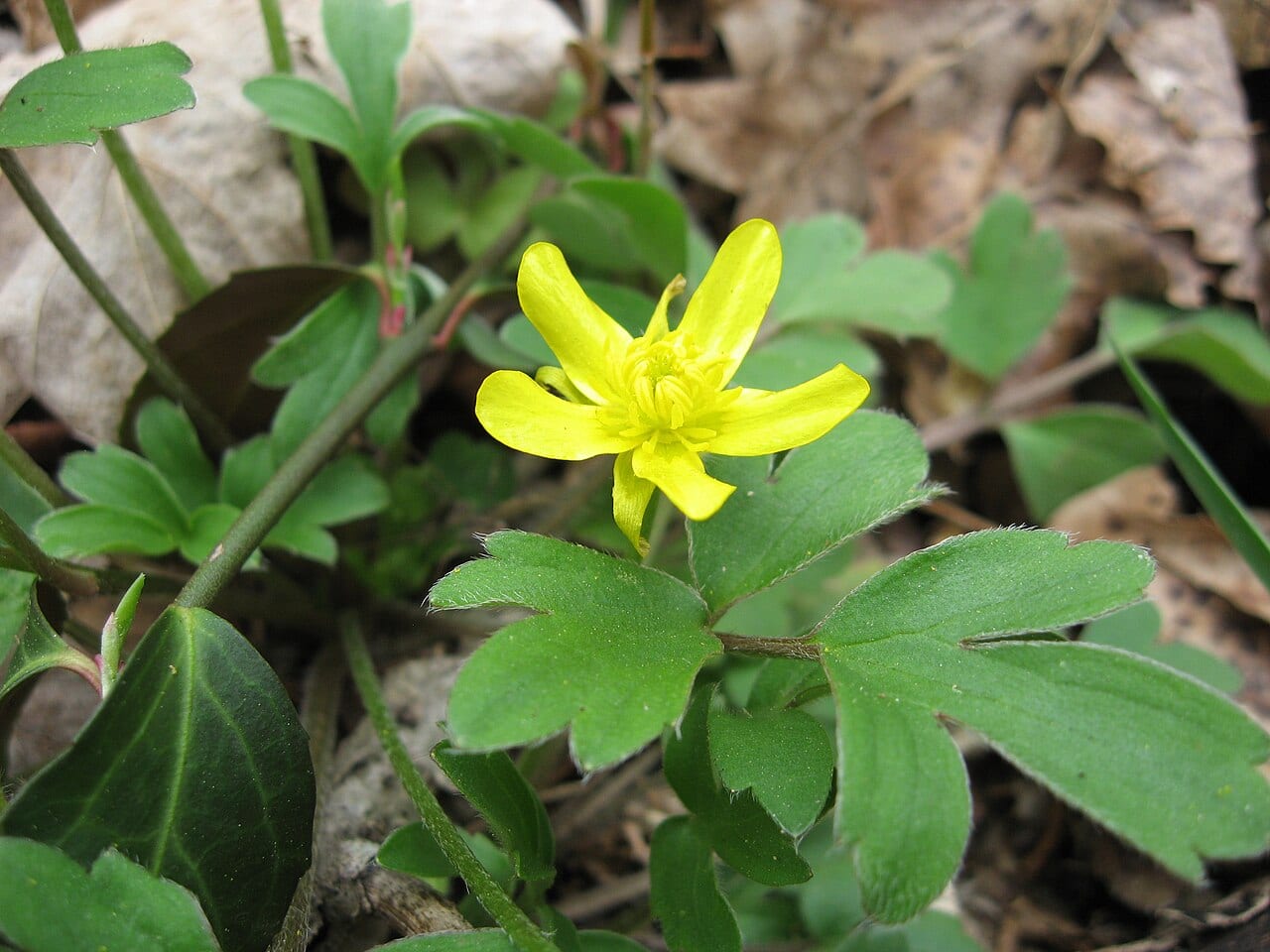 Early buttercup (Ranunculus fascicularis)