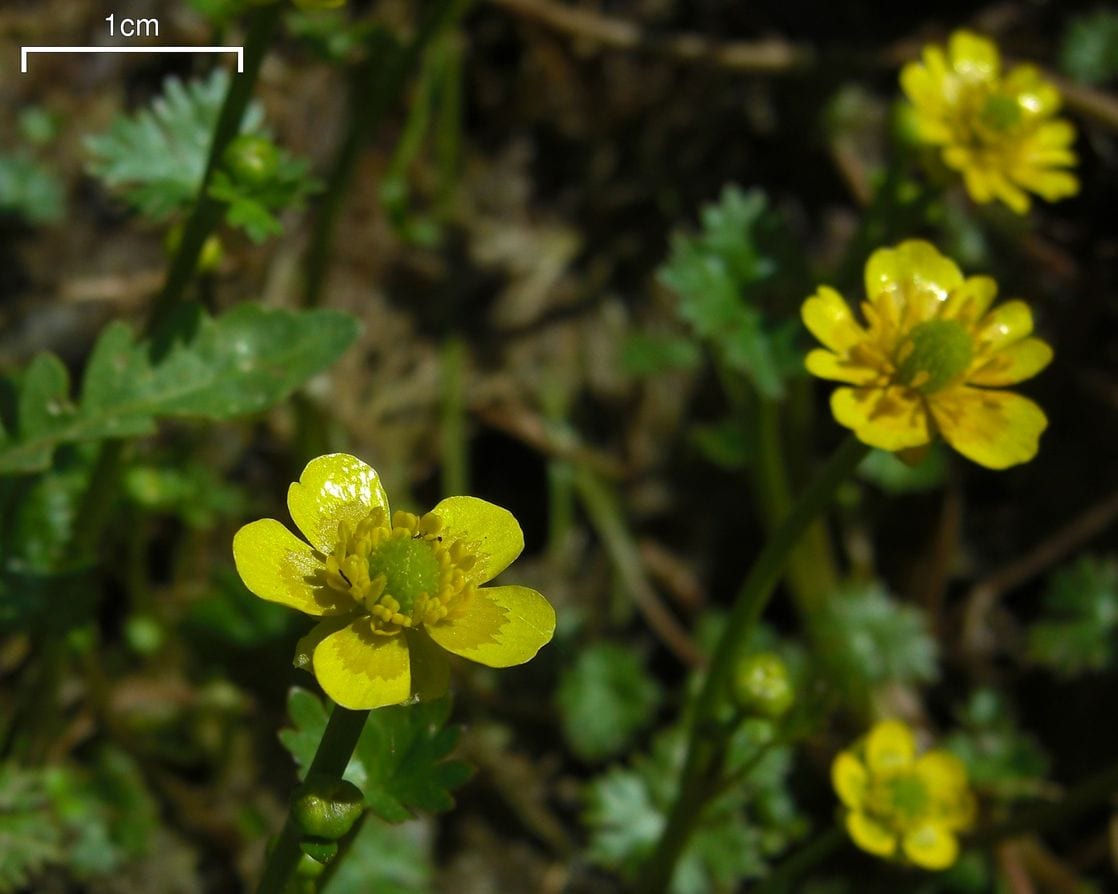 Yellow water buttercup (Ranunculus flabellaris)