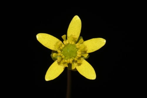 Harvey's buttercup (Ranunculus harveyi)