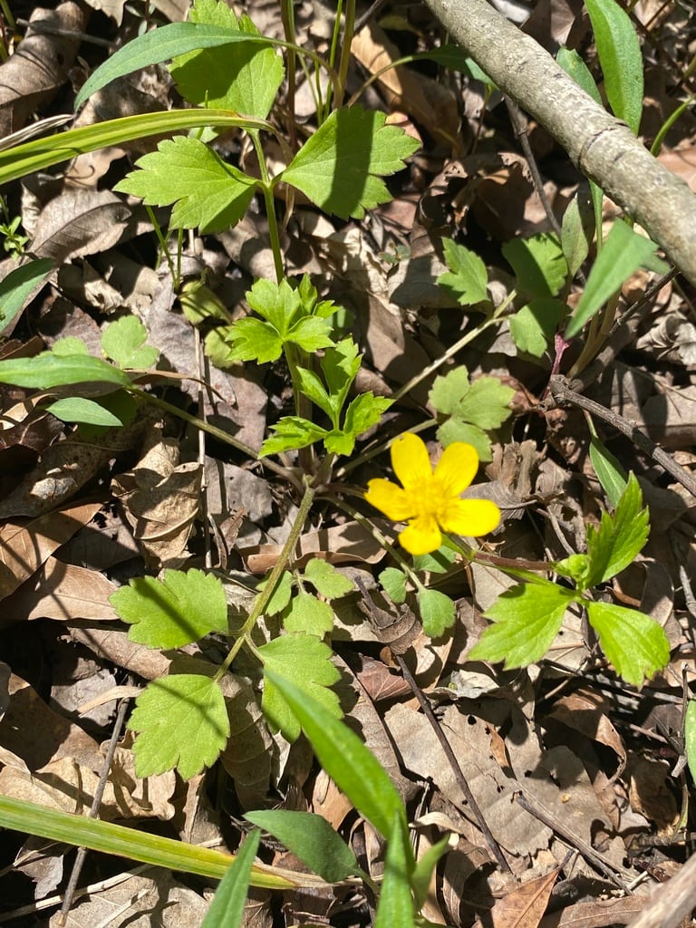 Bristly buttercup (Ranunculus hispidus var. hispidus)