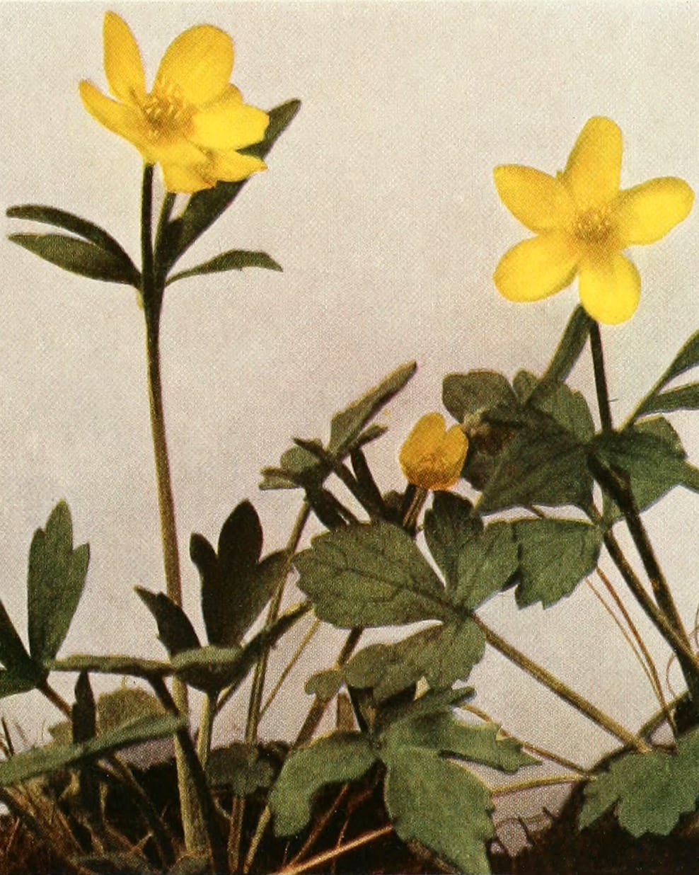 Bristly buttercup (Ranunculus hispidus)
