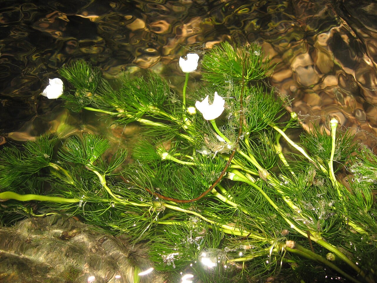 Longbeak buttercup (Ranunculus longirostris)