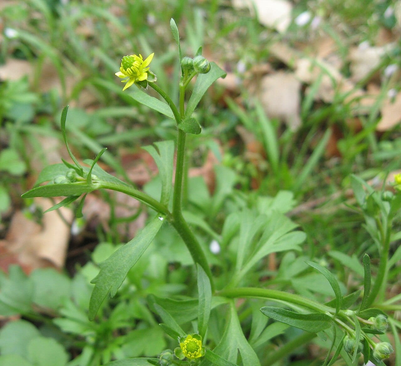 Rock buttercup (Ranunculus micranthus)