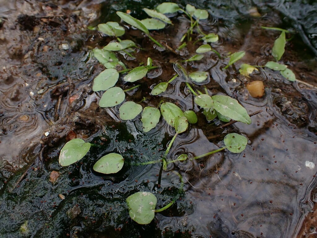 Low buttercup (Ranunculus pusillus var. angustifolius)
