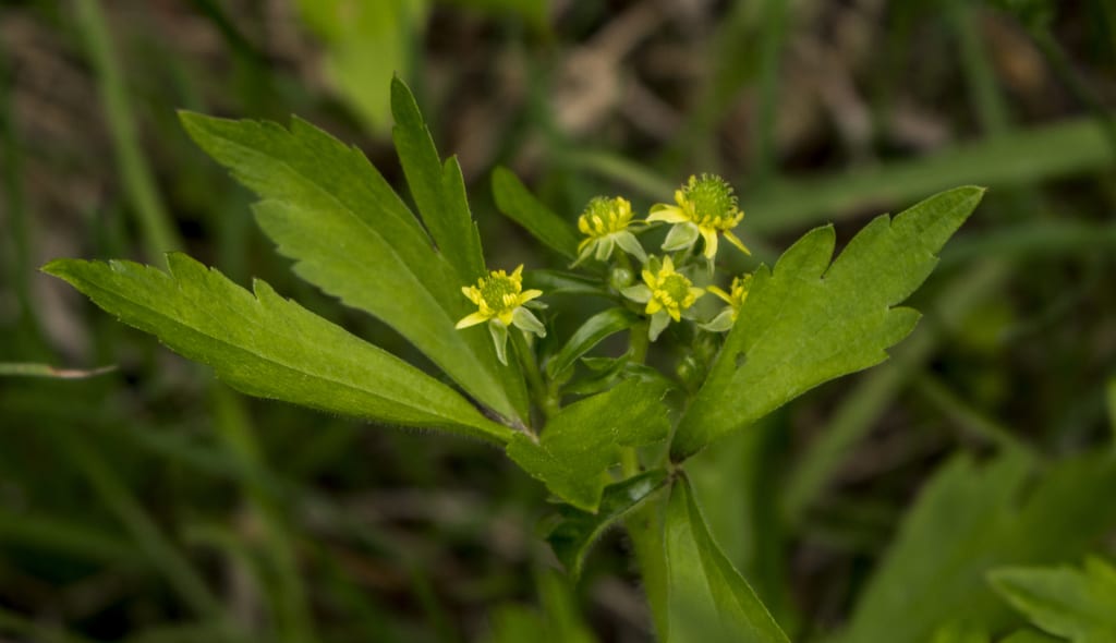 Blisterwort (Ranunculus recurvatus var. recurvatus)