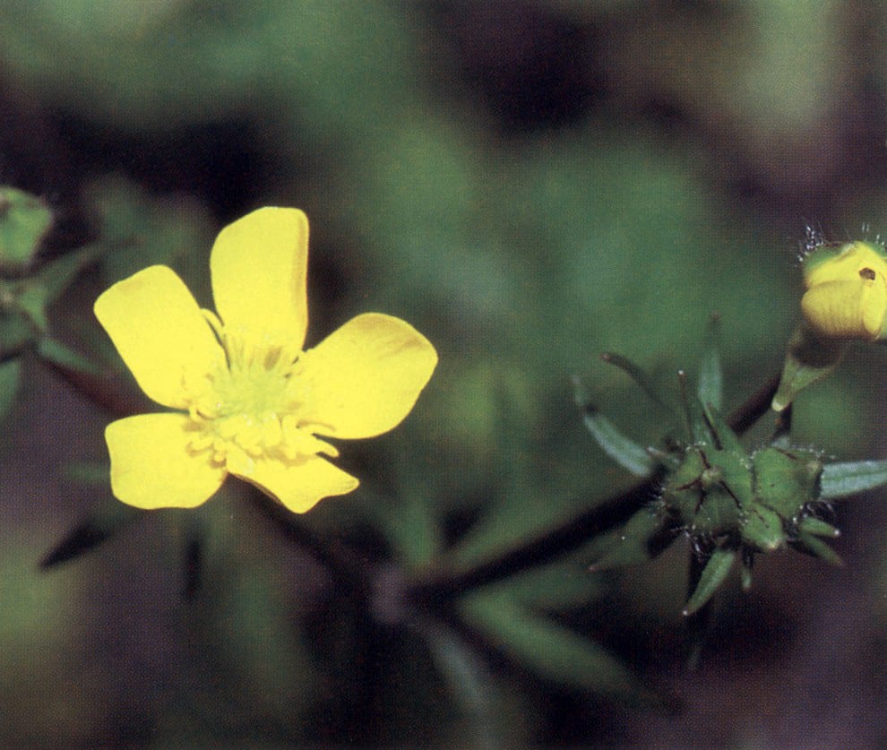 Blisterwort (Ranunculus recurvatus)