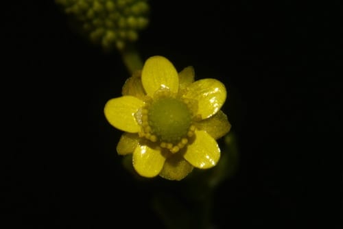 Cursed buttercup (Ranunculus sceleratus var. multifidus)