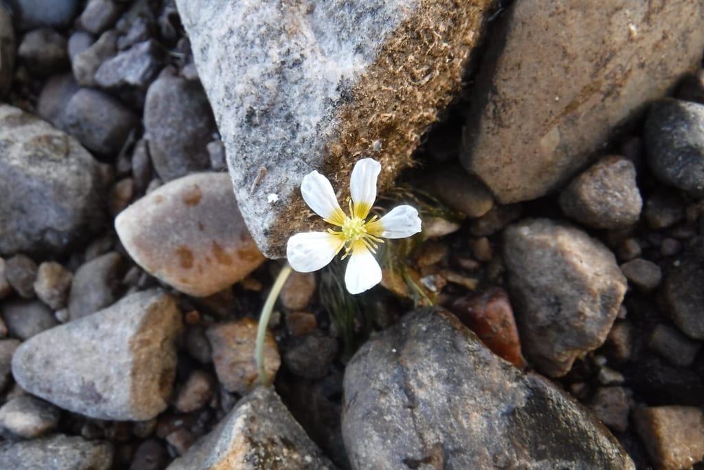 Threadleaf crowfoot (Ranunculus trichophyllus var. trichophyllus)