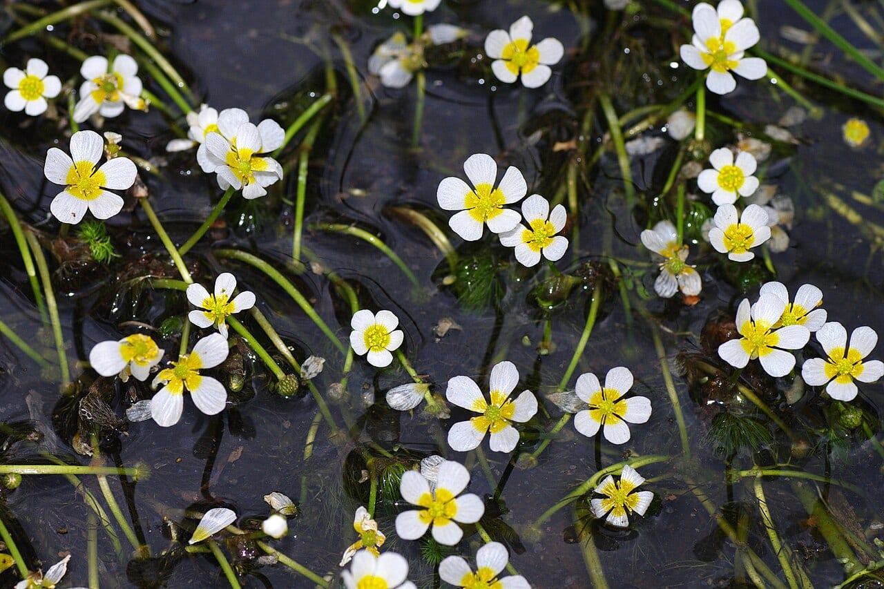 Threadleaf crowfoot (Ranunculus trichophyllus)