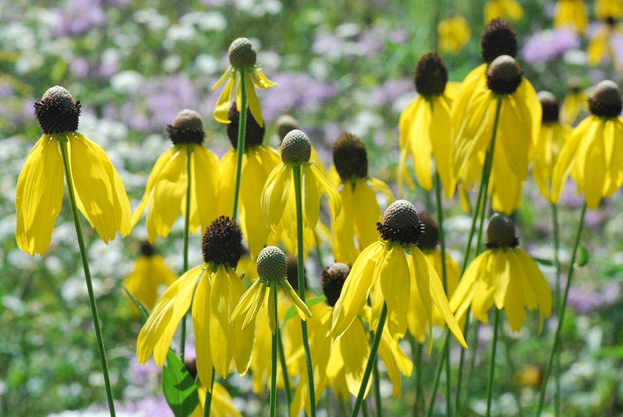 Grayhead coneflower (Ratibida pinnata)