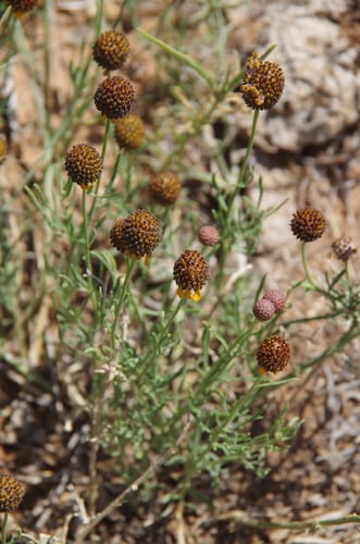 Green prairie coneflower (Ratibida tagetes)